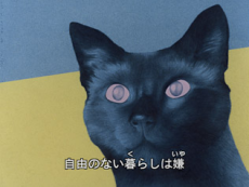 cat s eye love okladka