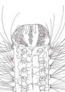 metamorphose okladka