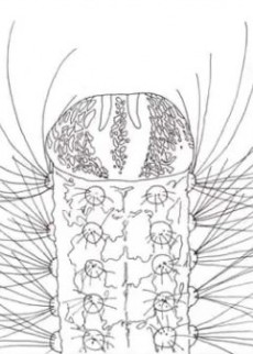 METAMORPHOSE — okładka anime